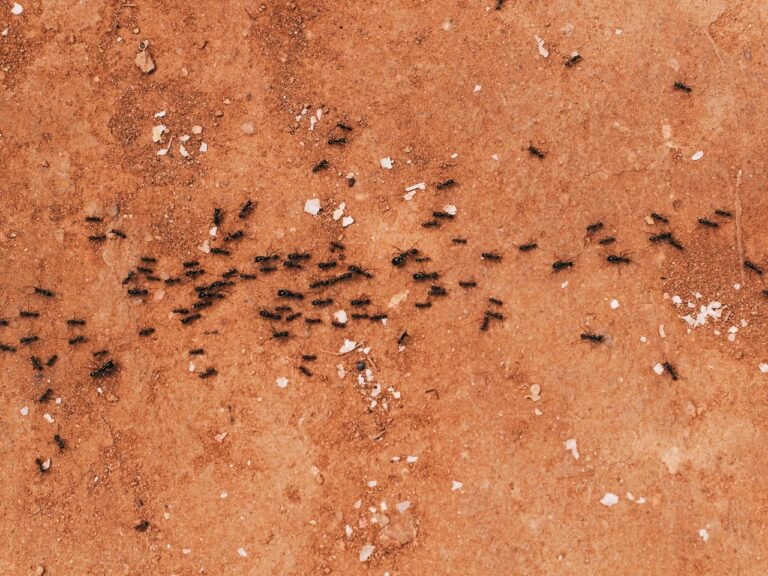 Colonne de fourmis sur le sol