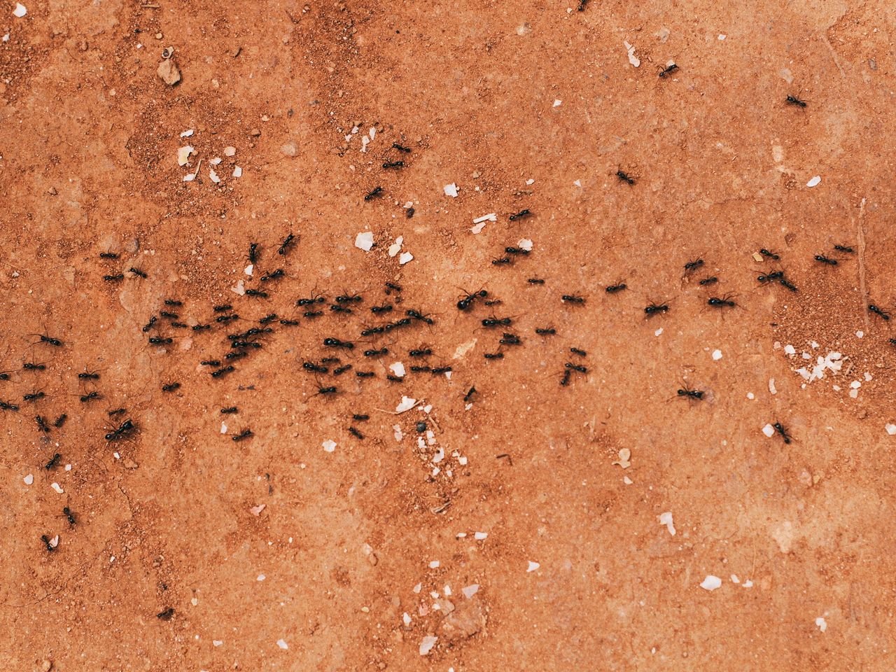 Colonne de fourmis sur le sol