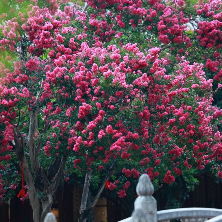 Lilas des Indes en pleine floraison