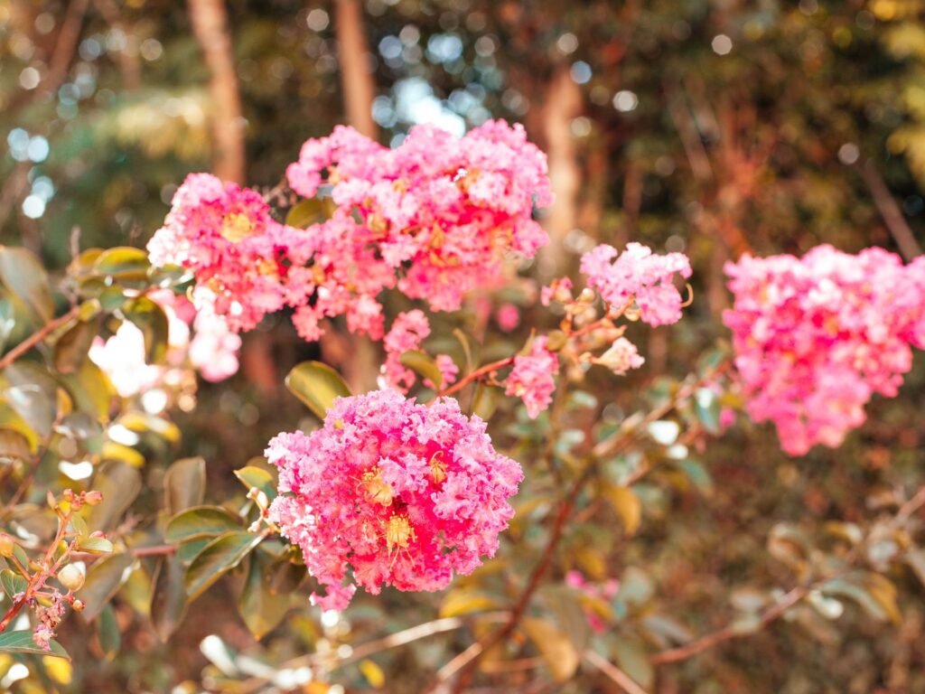 Grappes de fleurs de lilas des Indes