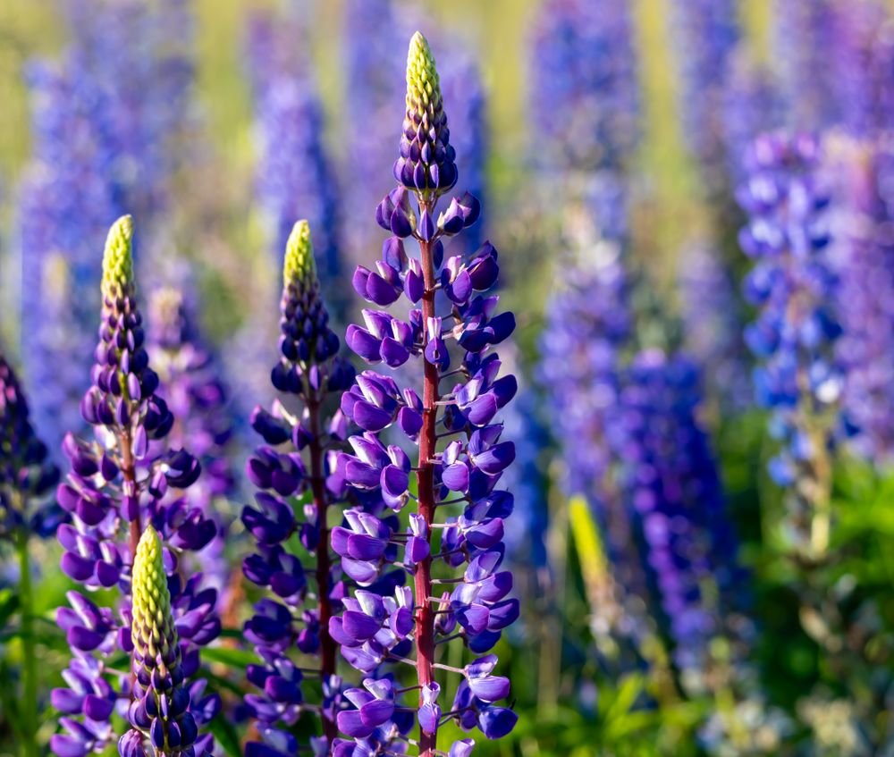 Lupins bleus et violets en fleurs