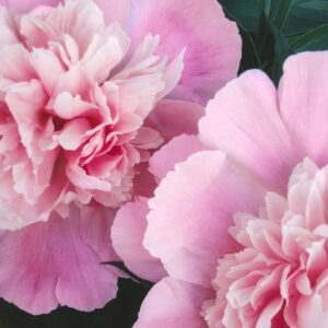 Pivoines roses en fleurs