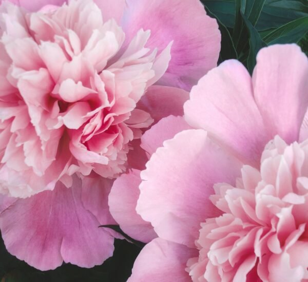 Pivoines roses en fleurs Pivoines roses en fleurs