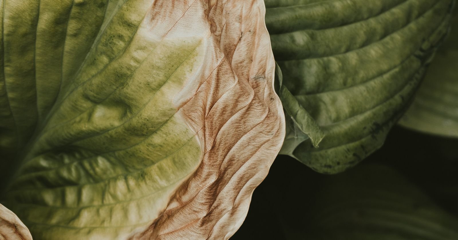Feuilles qui flétrissent et jaunissent