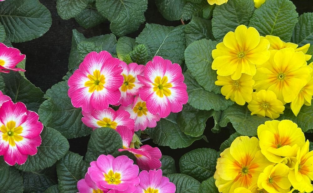 Primevères aux couleurs vives