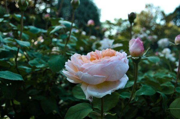 Rose anglaise aux tons clairs Rose anglaise aux tons clairs