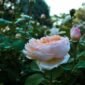 Rose anglaise aux tons clairs