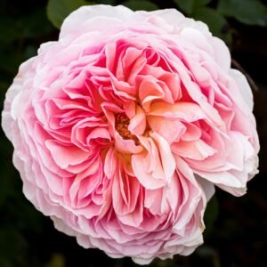 Rose anglaise aux pétales rose pâle