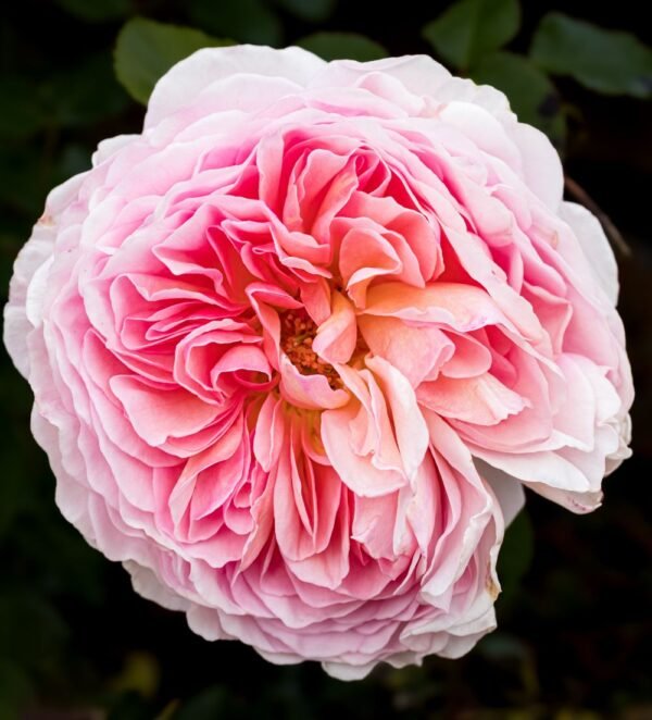 Rose anglaise aux pétales rose pâle Rose anglaise aux pétales rose pâle
