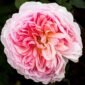 Rose anglaise aux pétales rose pâle
