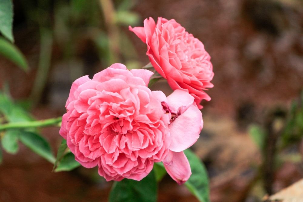 Rose aux pétales serrés rose vif