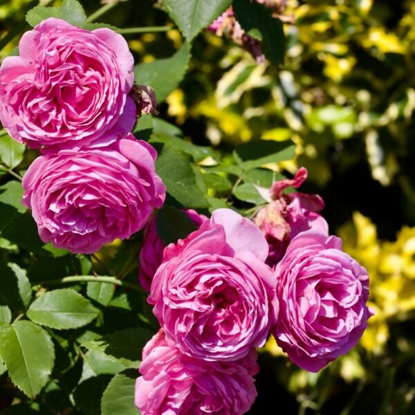 Rosier couvert de fleurs roses Rosier couvert de fleurs roses