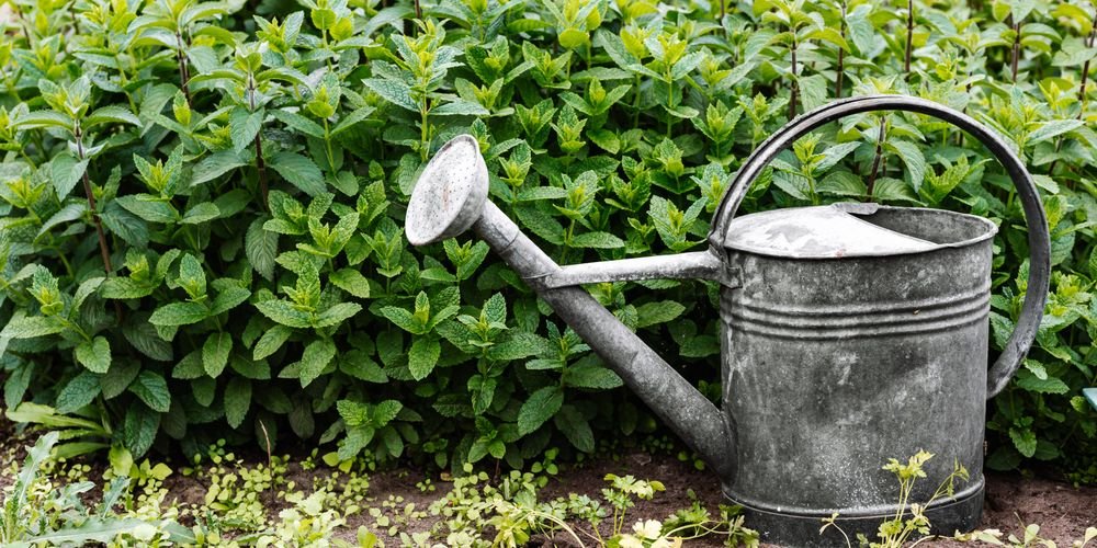 Arrosoir en métal posé au jardin