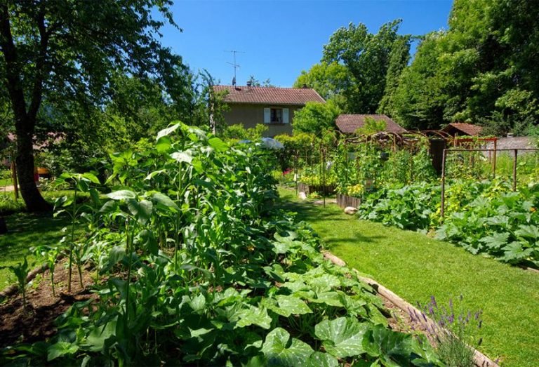 Créer un Petit Jardin en Permaculture: Conseils et Plans