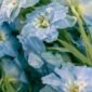 Fleurs de delphinium bleu