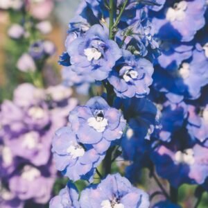 Épis de fleurs bleues de delphinium