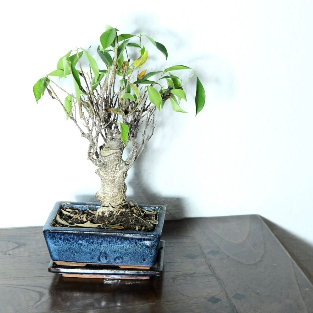 Ficus bonsaï dans un pot bleu