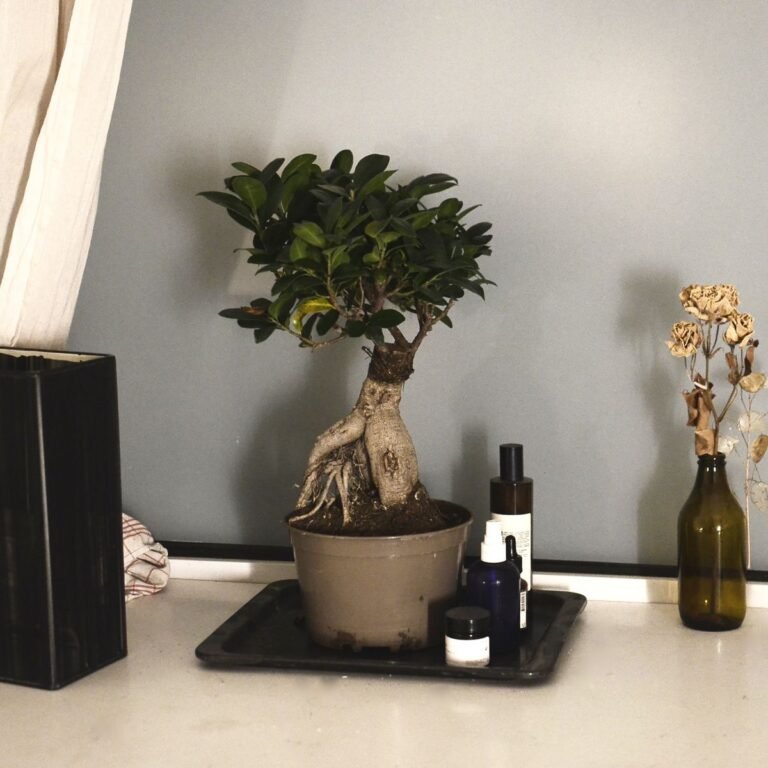 Ficus ginseng en pot sur une étagère