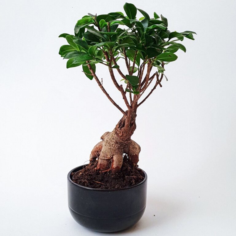 Ficus ginseng en pot sur fond blanc