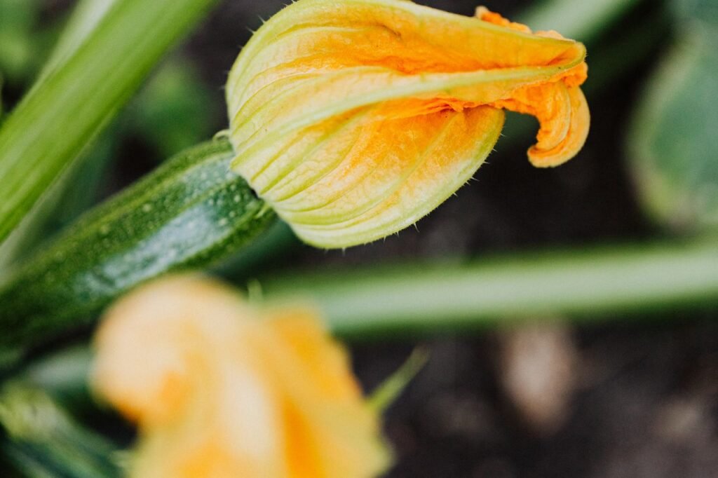 Fleur de courgette sur le plant