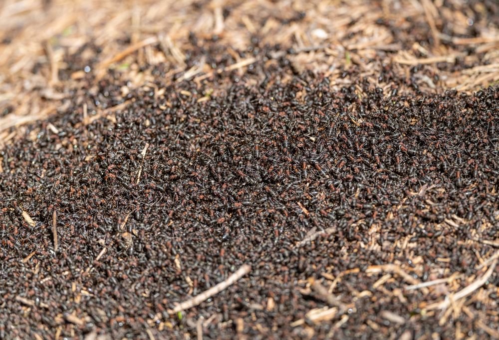 Dôme d’une fourmilière