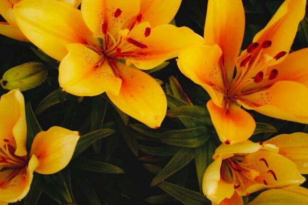 Lys jaune orangé en fleurs Lys jaune orangé en fleurs
