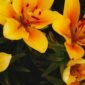 Lys jaune orangé en fleurs