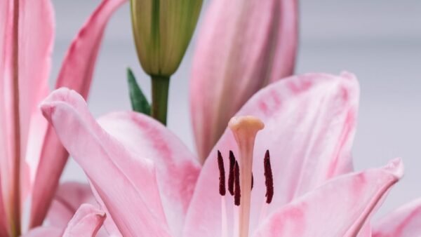 Lys rose en fleur