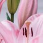 Lys rose en fleur