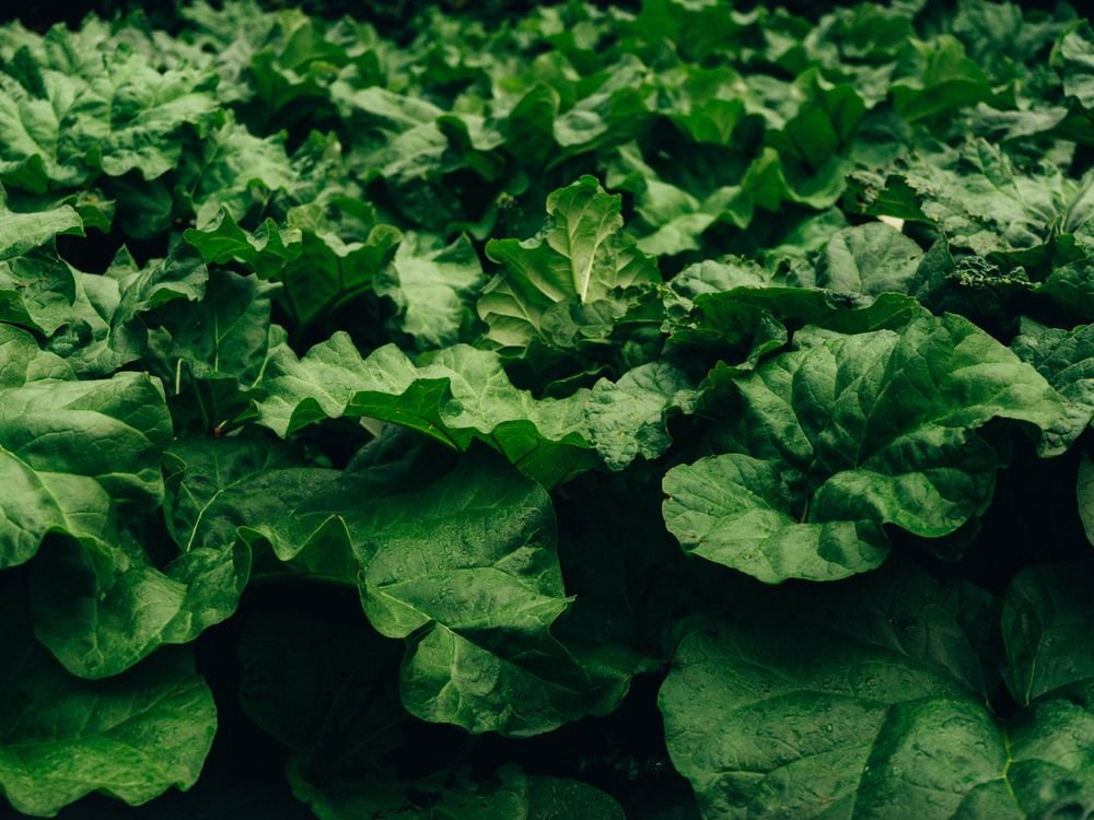 Pieds de rhubarbe au potager