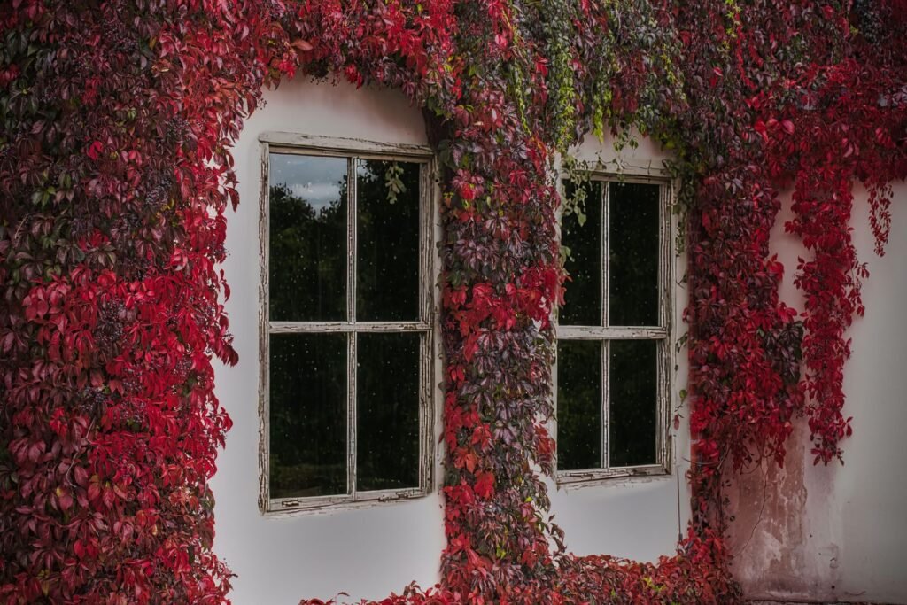 Vigne vierge rouge couvrant une façade blanche autour de deux fenêtres