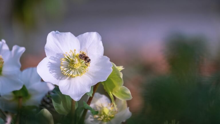 Fleurs blanches de rose de Noël