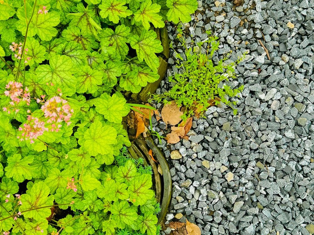 Plantes poussant dans un lit de graviers