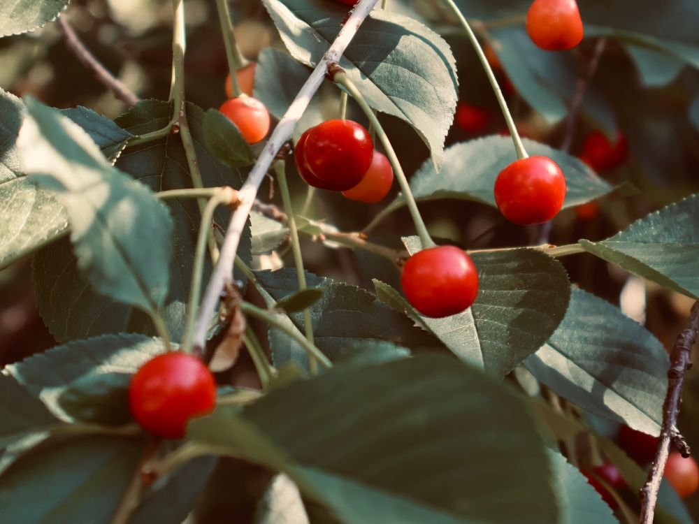 Cerises mûres parmi le feuillage d’un cerisier