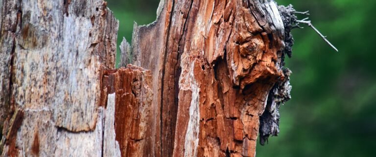 Tronc d’arbre cassé et éclaté