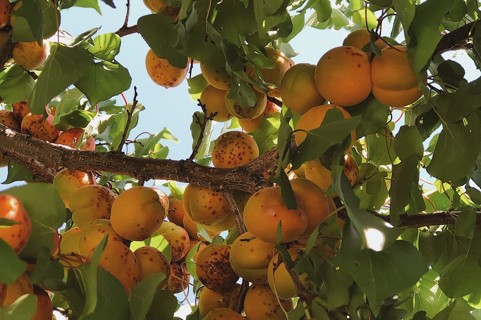 Abricotier chargé de fruits