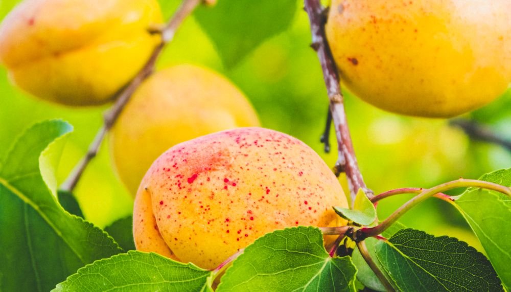 Abricots mûrs sur la branche