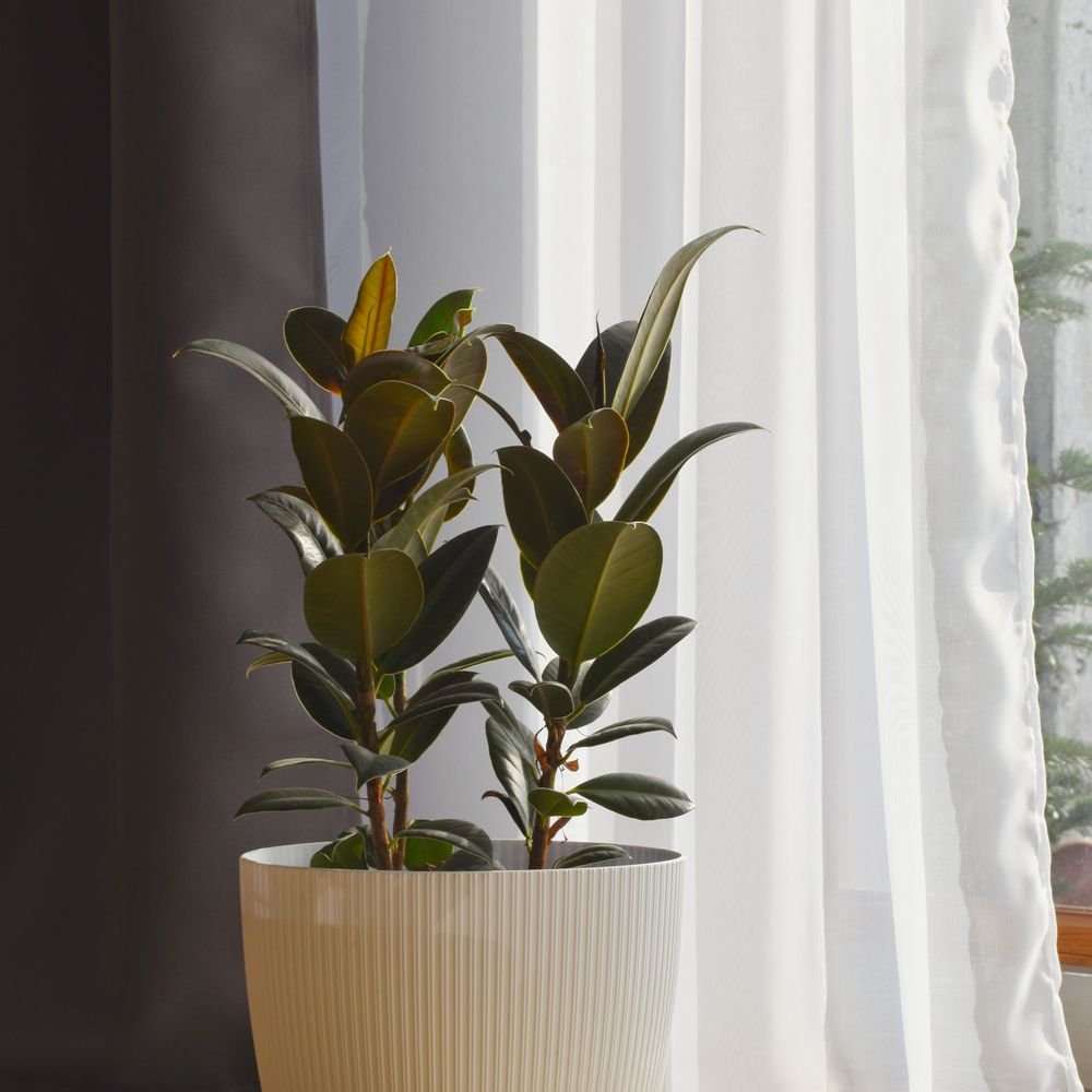 Ficus elastica en pot dans un intérieur