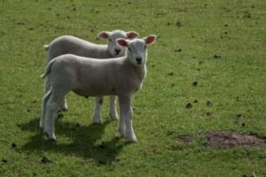 Deux agneaux côte à côte dans une prairie