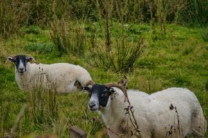Deux moutons dans un pré