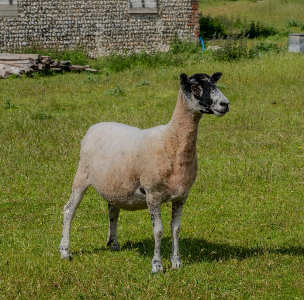 Mouton debout dans une prairie verte
