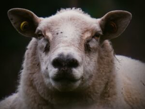 Portrait d’un mouton vu de face