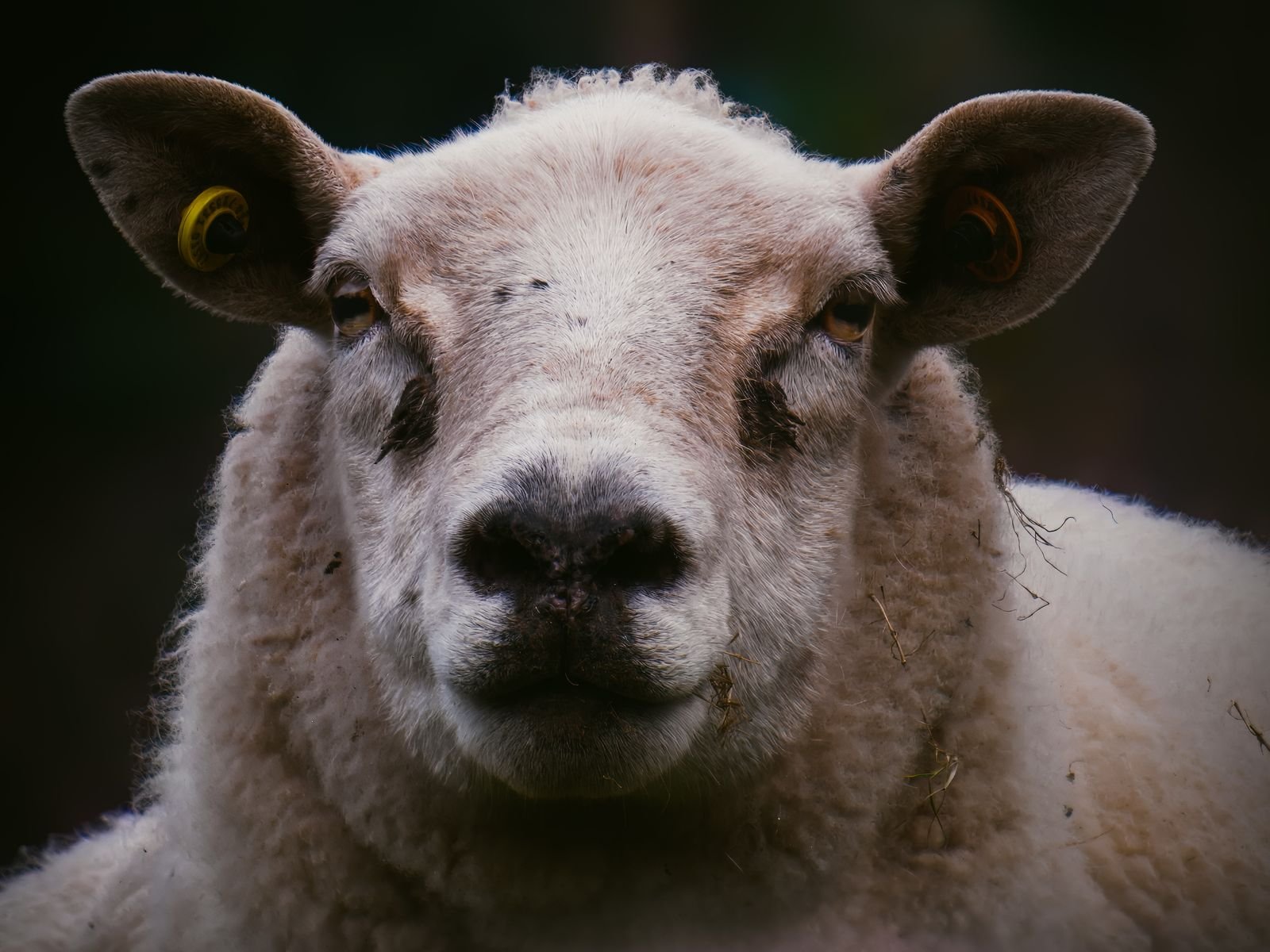 Portrait d’un mouton vu de face