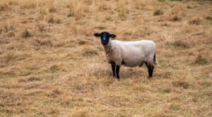 Mouton à tête noire dans un pré