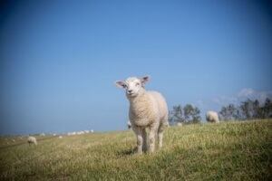 Mouton Texel debout dans une prairie