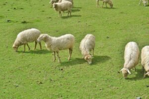 Moutons au pâturage sur une herbe bien verte