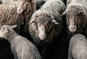 Moutons à la laine épaisse regroupés