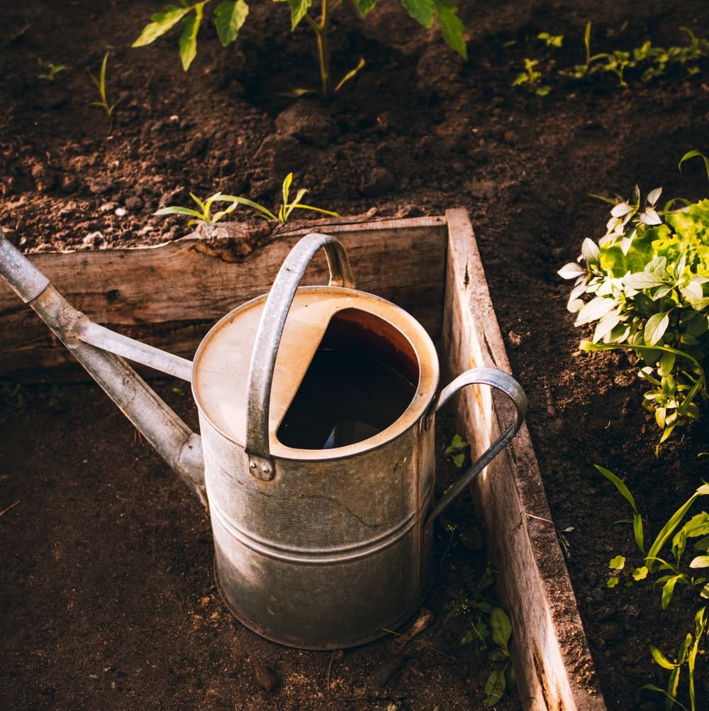 Arrosoir dans un carré potager surélevé
