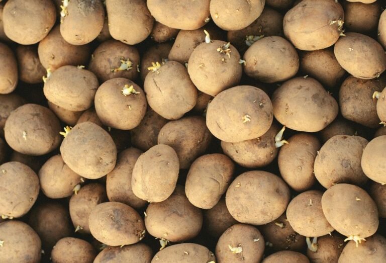 Pommes de terre de petit calibre en vrac