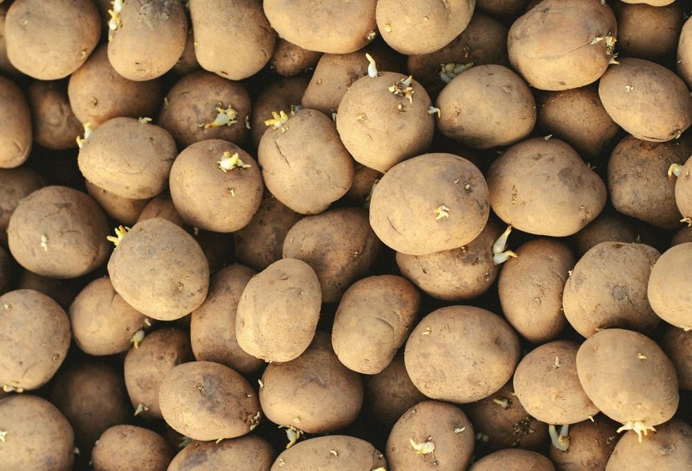 Pommes de terre de petit calibre en vrac